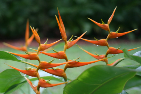 Platanilla roja