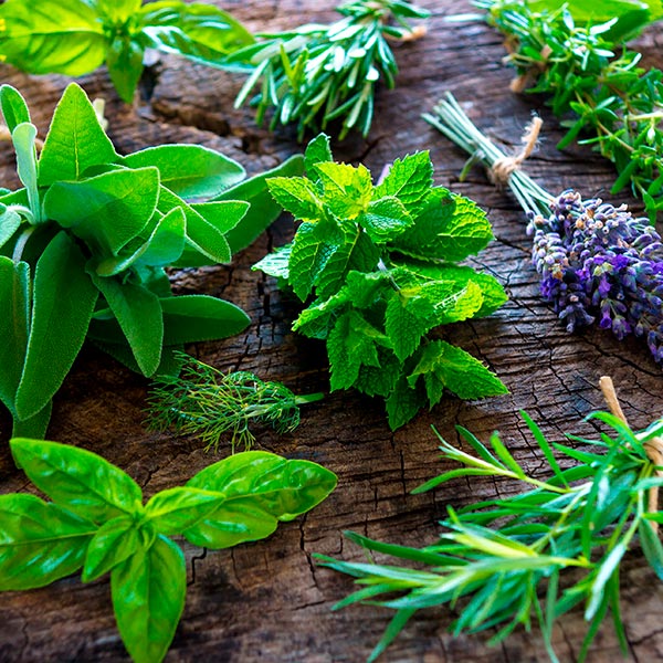 Taller práctico: Introducción al cultivo de plantas medicinales