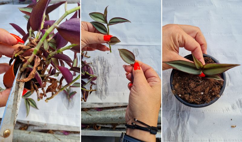 Taller de propagación de plantas por esquejes