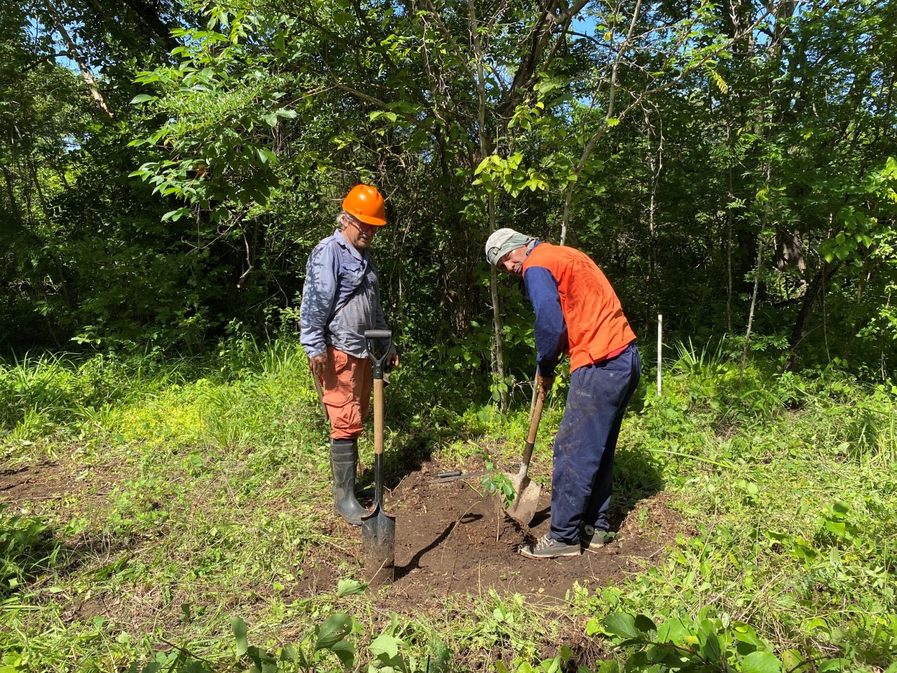 Avances en la restauración del bosque secundario